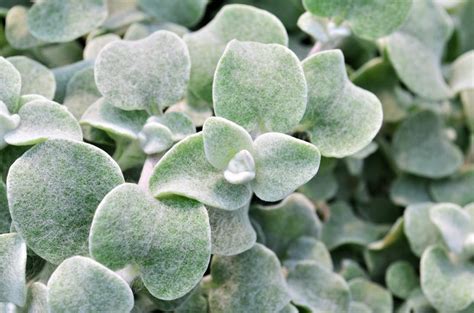 Licorice Plant Helichrysum petiolare Silver from Hillcrest Nursery