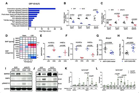 Klf2 Krüppel Like Factor 2 Inhibits The Activation Of Bmp Bone