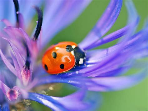 Lovely Lady Red Ladybirds Dreamy Workers Daisies Spotted Purple