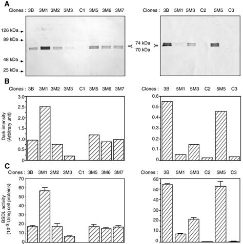 Secretion Of Mutagenized Bsdl By Transfected Cho K1 Cells Clones