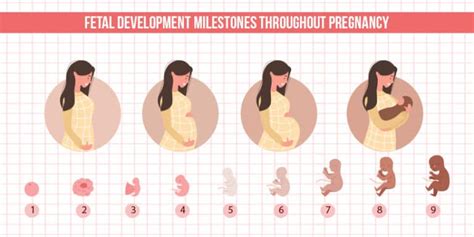 Fetal Development Milestones throughout pregnancy