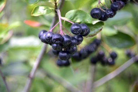 Bayas Del Aronia De La Grosella Negra En Una Rama Foto De Archivo