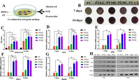 In Vitro Analysis Of Osteogenesis Of The Combination Of Bmscs And Pt