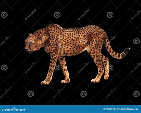 Cheetah Spotted Isolated at Black Stock Image - Image of spotted, spots ...