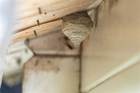 Hornet Nests Vs Wasp Nests Know The Difference