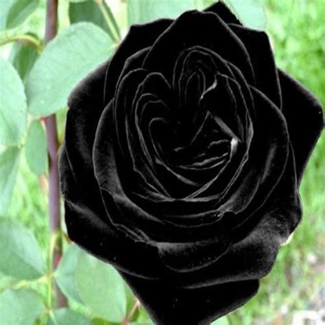 Generic Turkey-Black-Rose-150-Real-Seeds-Long-Stem-100-Guarantee : Amazon.in: Garden & Outdoors