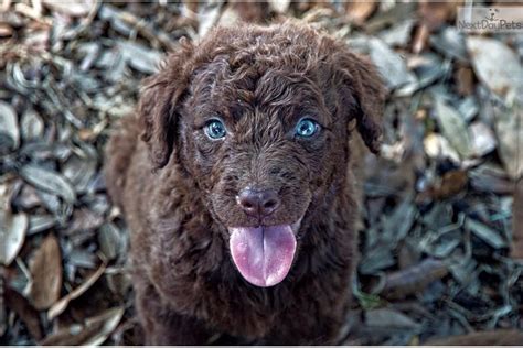 Pin On Hunting Chesapeake Bay Retriever Chocolate Lab Puppies Dogs