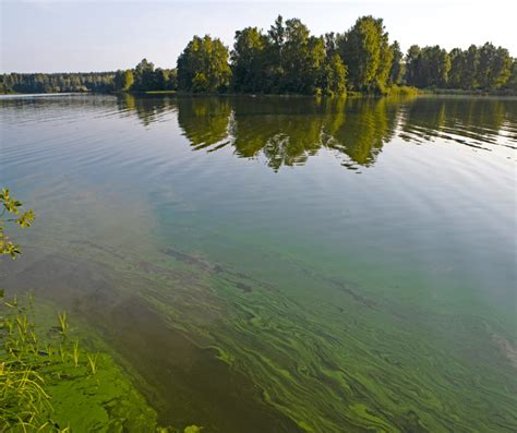 Blue Green Algae Everything You Need To Know Iss Flowthrough