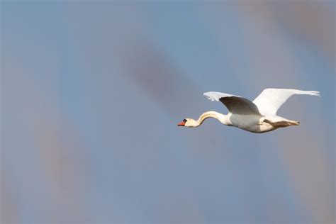 Mit Krummen Hals H Ckerschwan Cygnus Olor C Uwe Scheel