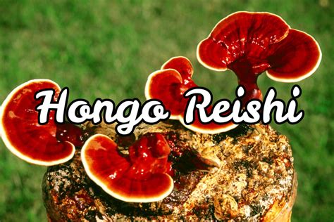 Reishi Propiedades Y Beneficios De Este Hongo Incre Ble