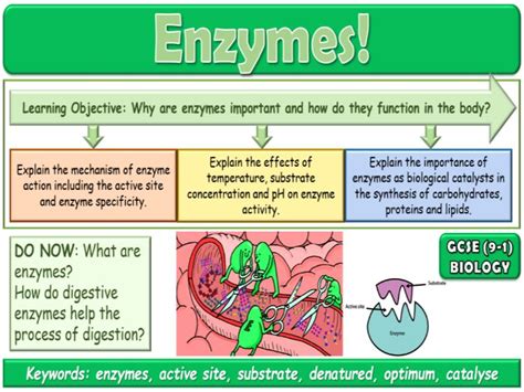 Enzymes GCSE Biology | Teaching Resources 