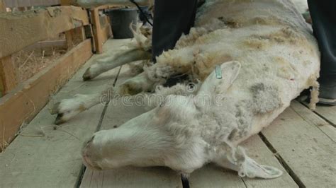 Men Shearer Shearing Sheep at Agricultural Show in Competition ...