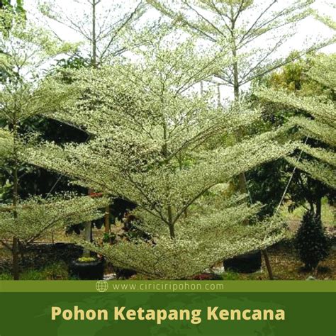 Pilihan Tempat Terbaik Menanam Pohon Ketapang Kencana