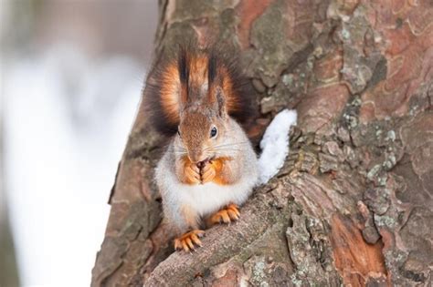 Eichh Rnchen Im Winter Sitzt Auf Einem Baumstamm Mit Schnee Eurasisches