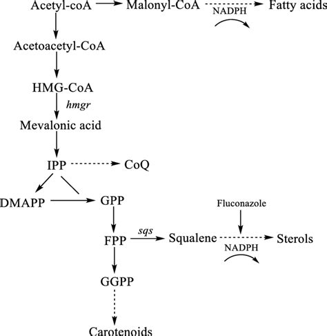 Of The Carotenoid Fatty Acid And Sterol Biosynthetic Pathways In