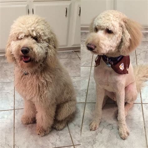 Goldendoodle Before And After Grooming Shaved