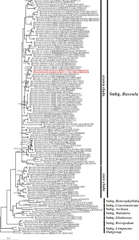 The Nrits Phylogenetic Tree Obtained From The Bayesian Analysis