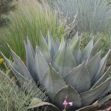 Havards Century Plant Agave Havardiana Glass Mountains High Country