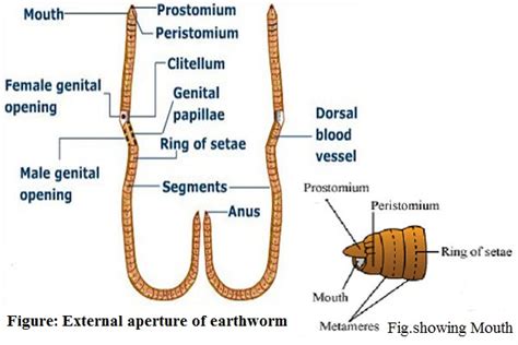 External Apertures of Pheretima - Microbiology Notes