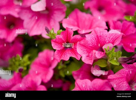 Bright Pink Petunias Hot Pink Variety Stock Photo Alamy