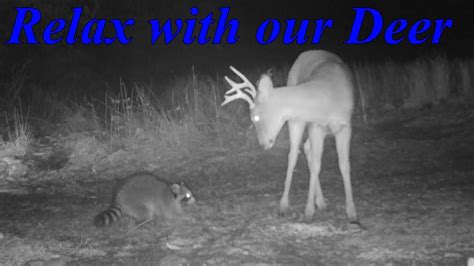 Relax With Our Deer 259 Youtube