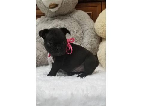 Black Tri AKC Frenchie Puppies Las Vegas - Puppies for Sale Near Me