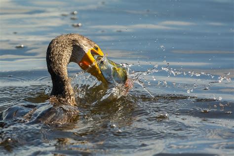 Splllaaasssh Double Crested Cormorant From 2017 Chicagobob