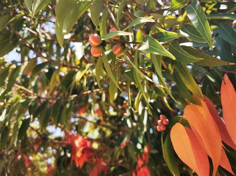 Img Mesua Ferrea Ceylon Ironwood Margaret Donald