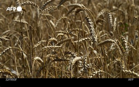 Agence France Presse On Twitter El Primer Buque Con Grano