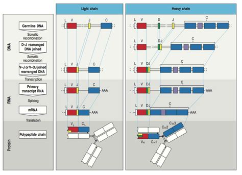 B Cell Selection And Evolution