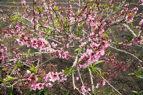 Dwarf Peach Tree Prunus Persica Stock Image C Science