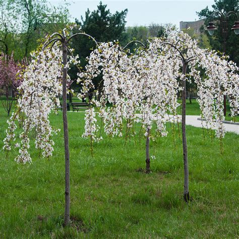 Weeping Yoshino Cherry Trees For Sale At Arbor Days Online Tree