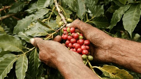 Cadena de valor del café y sus eslabones clave Primero Café