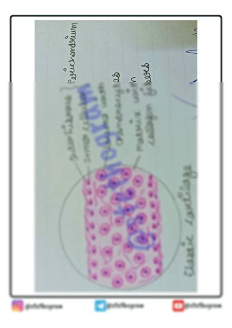 SOLUTION: Elastic cartilage histology diagram - Studypool