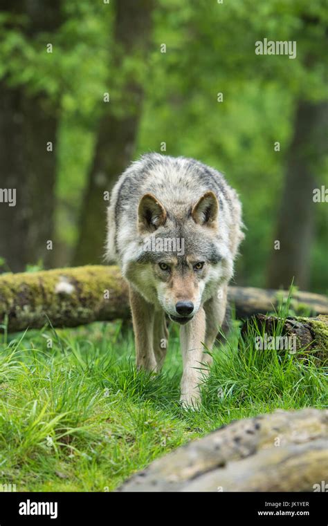 Grey Wolf Forest Cub Hi Res Stock Photography And Images Alamy