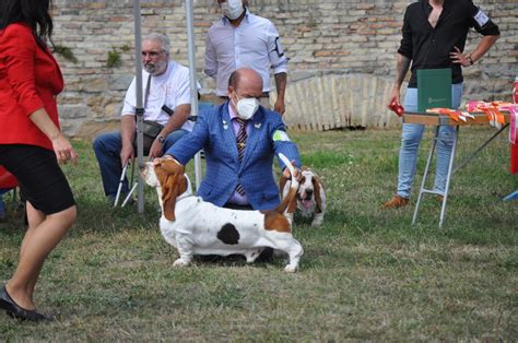 Xxv Monogr Fica Del Club Espa Ol Del Basset Hound Basset Hound De