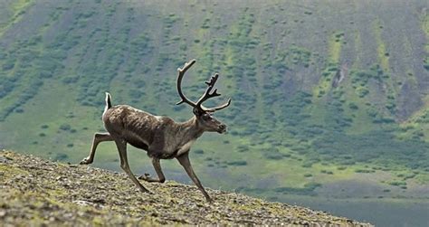 Reindeer Facts - 16 Interesting Facts About Reindeer | KickassFacts.com