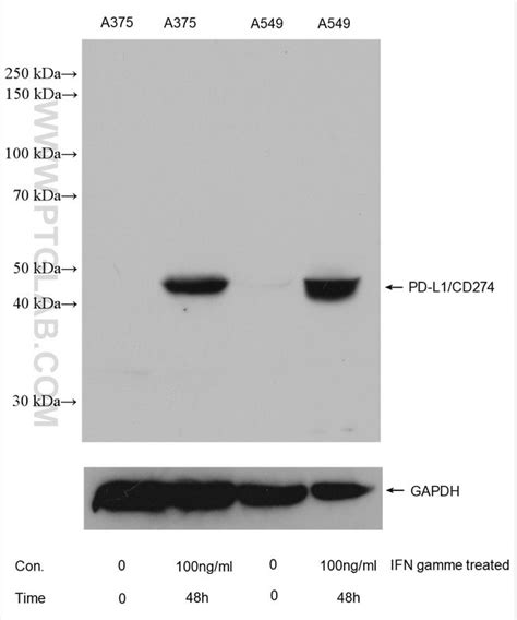 Pd L1cd274 Mouse Anti Human Mouse Porcine Rat Clone 2b11d11