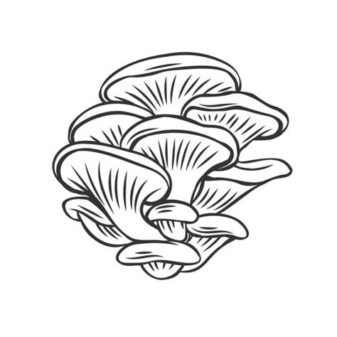 620 Pleurotus Ostreatus Stock Illustrations Royalty Free Vector