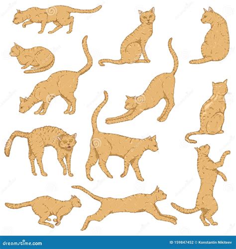 Vector Cartoon Set Of Cats Different Feline Poses And Variation Stock