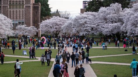 As Cherry Blossoms Begin To Bloom At Uw Dc Preps To Get Rid Of Trees