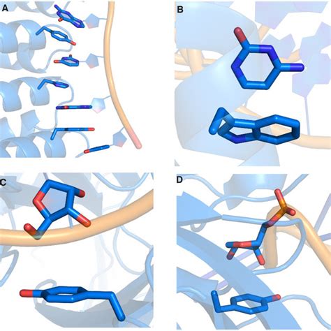 Examples Of A Nucleobase Amino Acid Stacking Interaction PDB ID