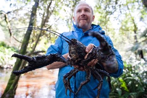 Landcare group fights to stop Tasmanian giant freshwater crayfish becoming roadkill - Inspiring ...