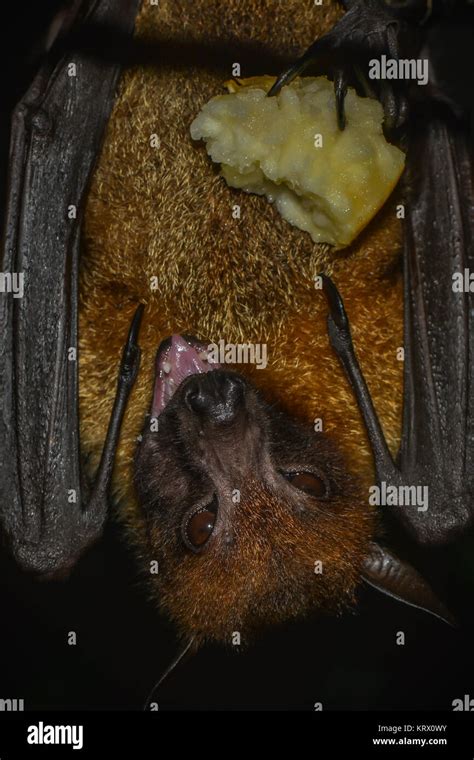 flying fox eating Stock Photo - Alamy