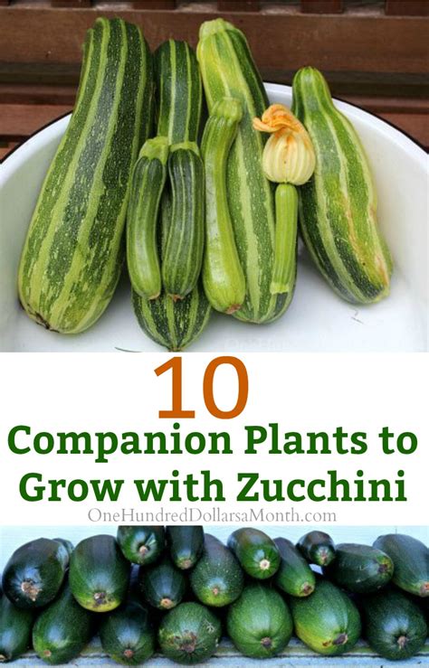 Companion Plants To Grow With Zucchini One Hundred Dollars A Month