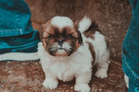 Havanese Shih Tzu Mix The Havashu Breed Guide