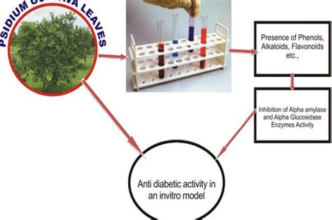 Phytochemicals With Anti Diabetic Activity Diabeteswalls