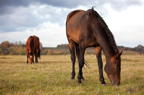 Practical Tips To Care For An Aging Horse