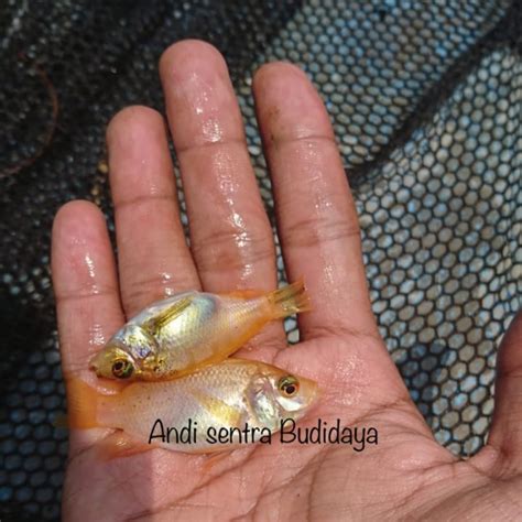 Jual Ikan Nila Merah Nila Larasati Shopee Indonesia