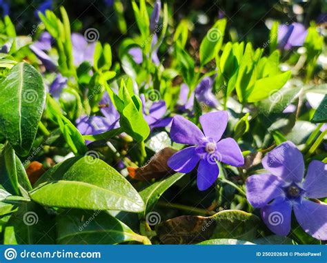 Purple Vinca Minor Periwinkle Flowers In Outdoor Garden Purple Blue